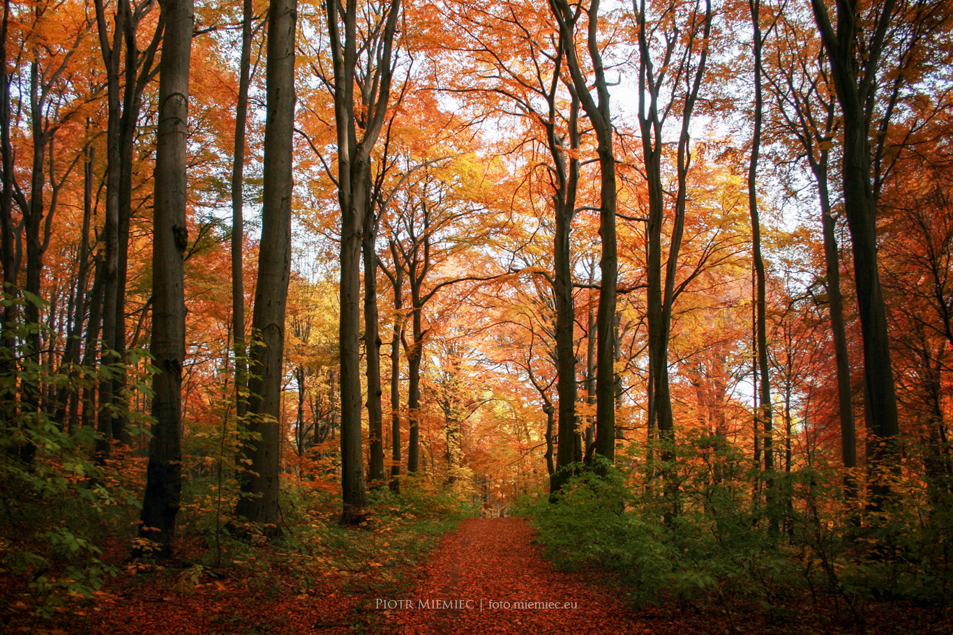 Las bukowy rezerwat segiet jesień