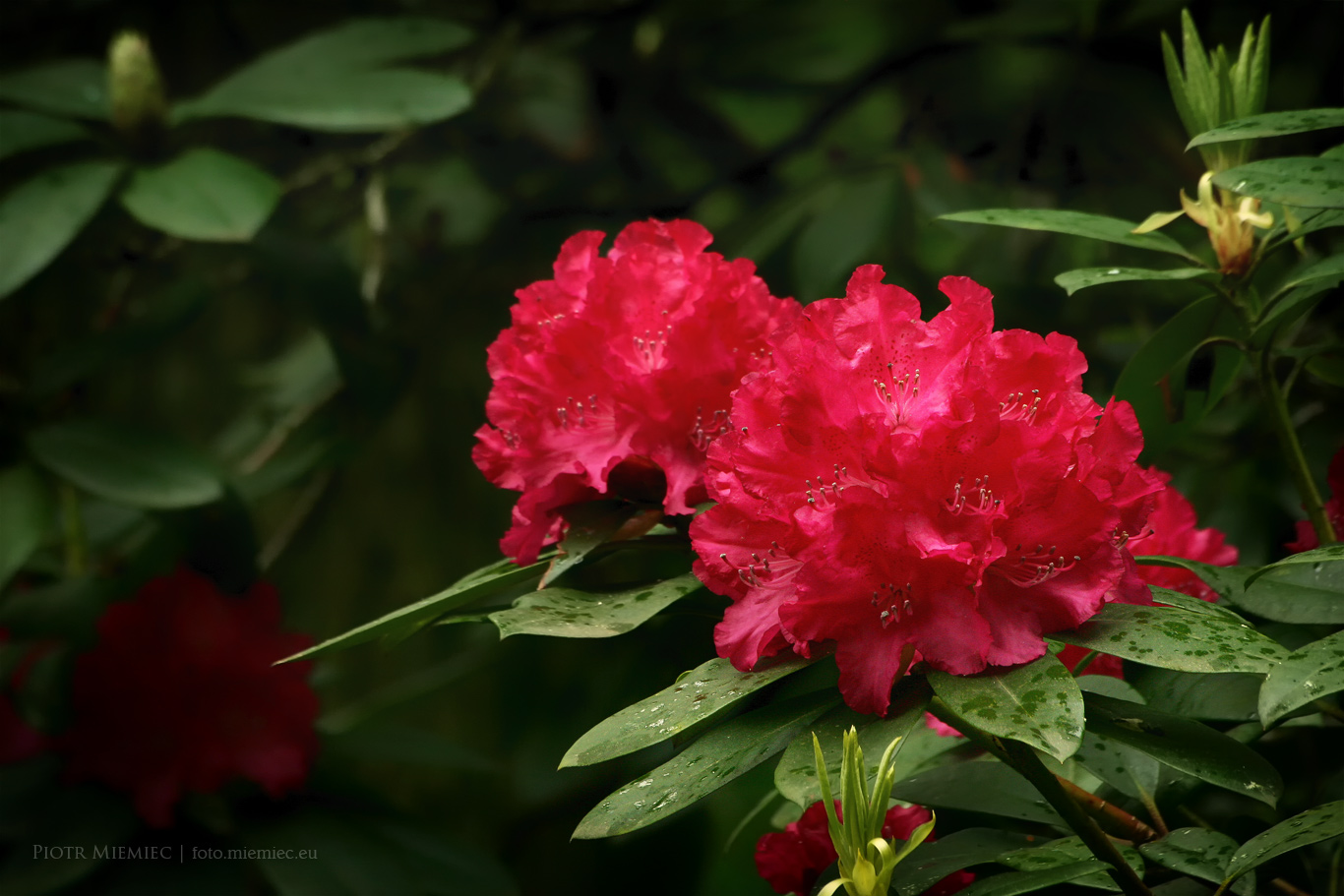 Moszna - rododendrony w parku