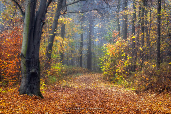 Jesień w miechowickim lesie