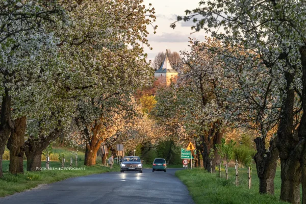 Aleja czereśniowa pod Górą Świętej Anny