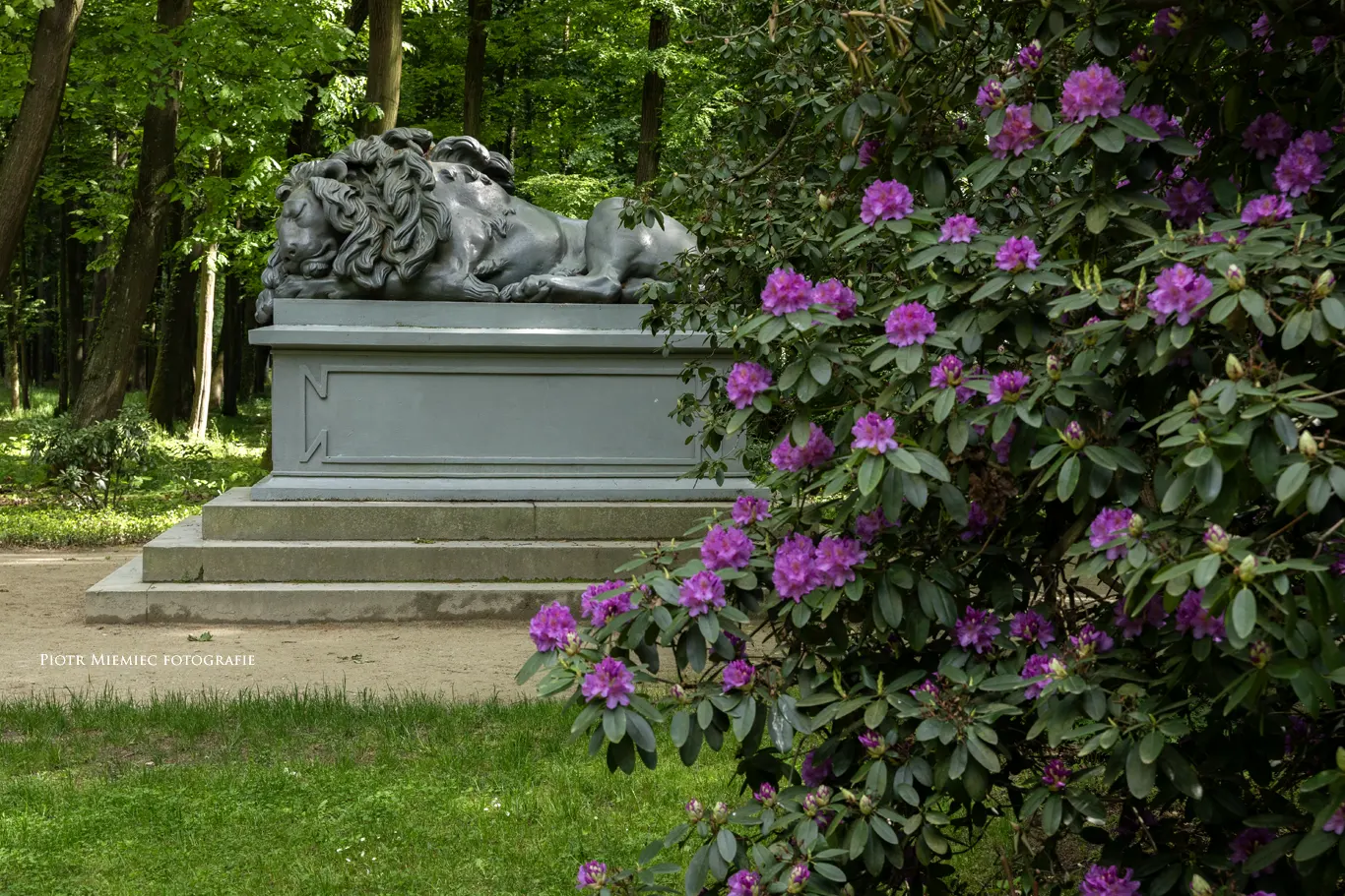 Park w Pokoju, śpiący lew