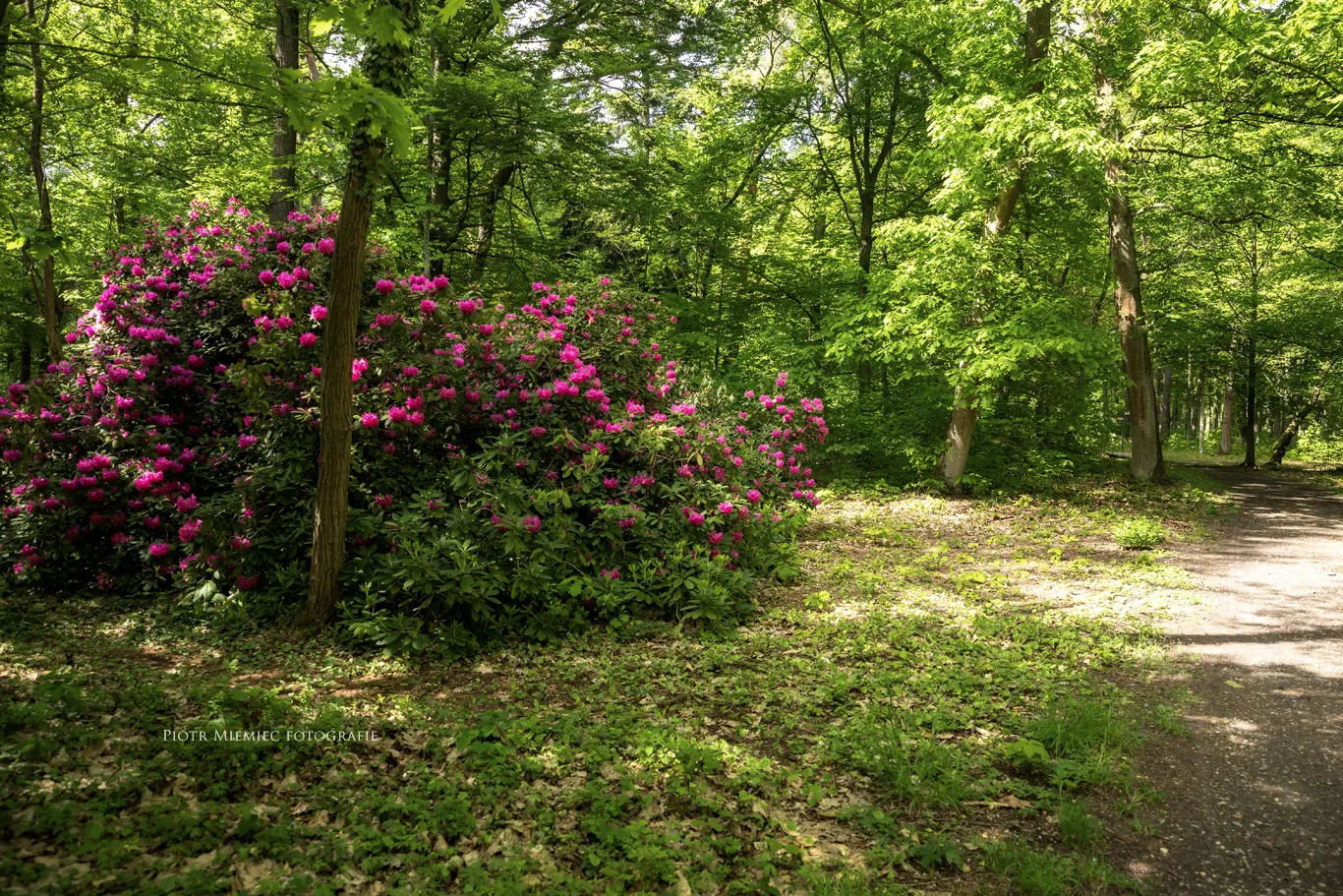 Pokój, rododendrony w parku