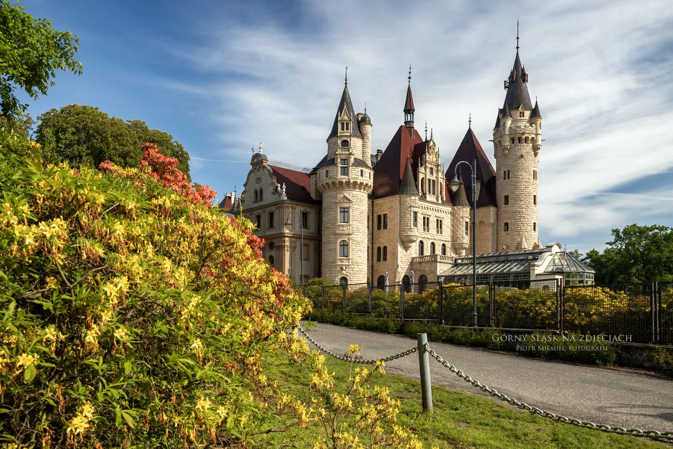 Moszna kwitnące azalie