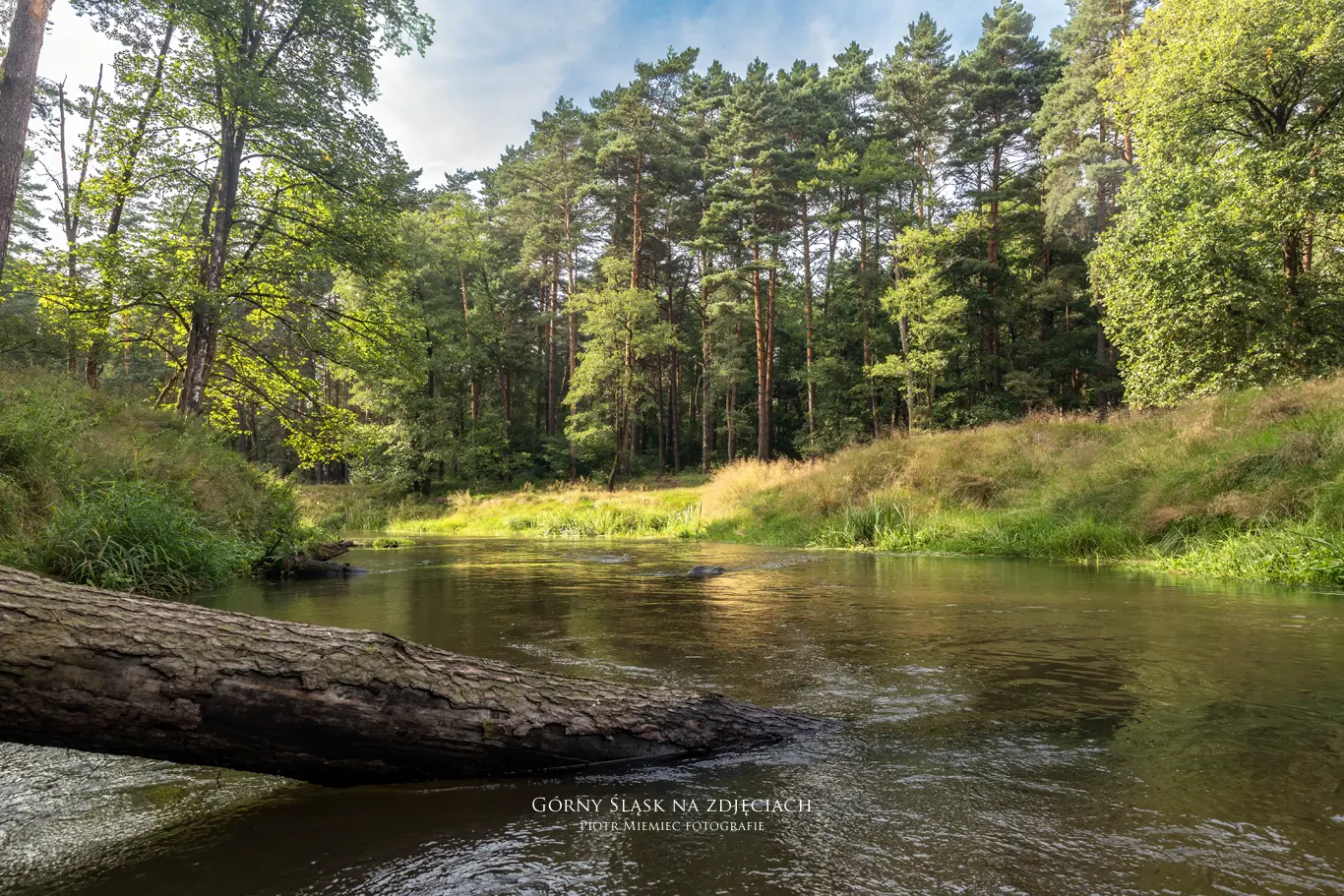 Meandrujący nurt rzeki pomiędzy zielonymi brzegami.