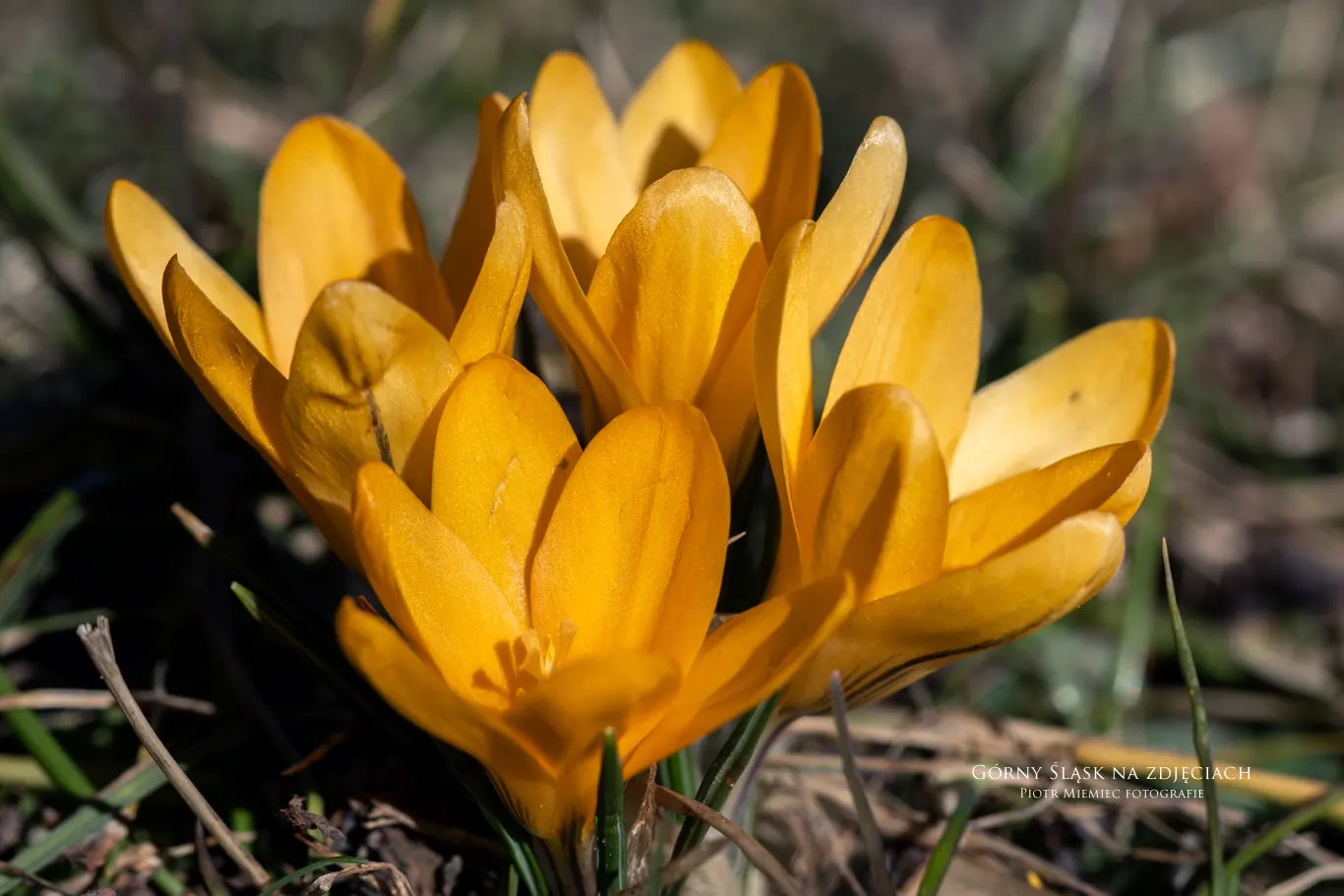 Krokusy w Parku Śląskim