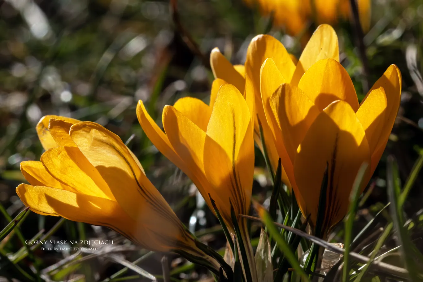 Krokusy w Parku Śląskim. Makrofotografia żółtych kwiatów w pełnym rozkwicie