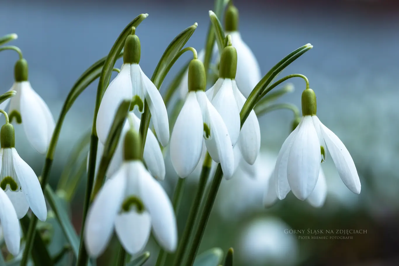 Białe kwiaty przebiśniegów rosnące w Parku Śląskim.