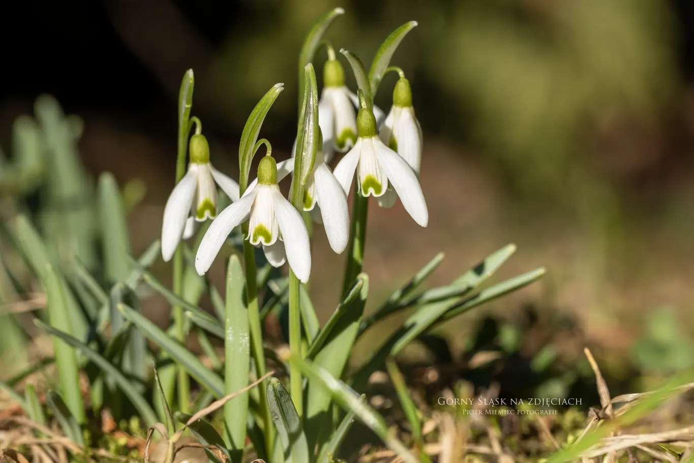 Śnieżyczki przebiśniegi to symbol nadchodzącej wiosny