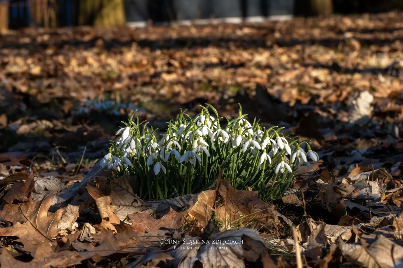 Delikatne, zwisające dzwoneczki przebiśniegów sfotografowane na tle suchych liści.
