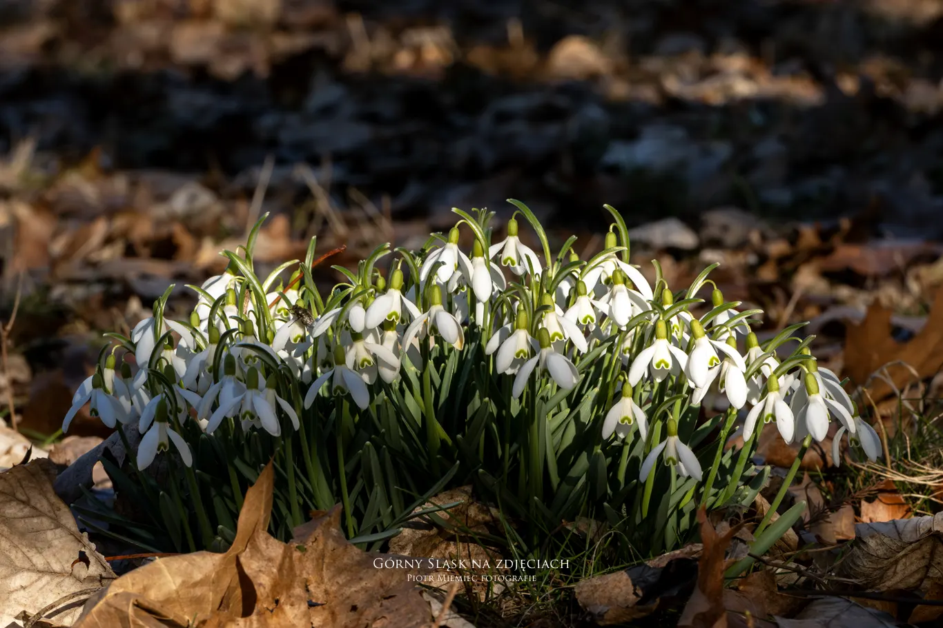 Przebiśniegi i krokusy w Parku Śląskim
